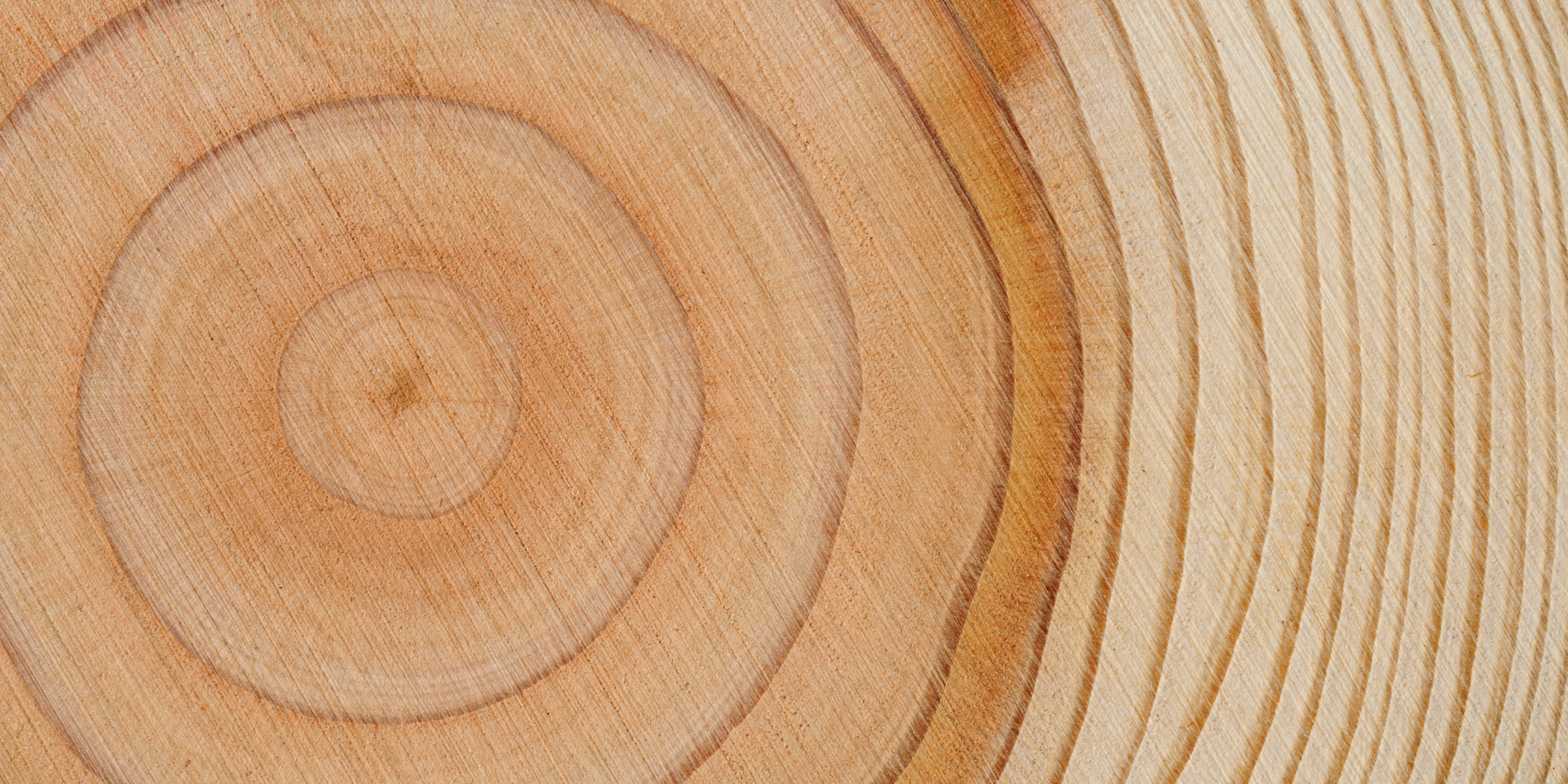 Cybersecurity Maturity Model Certification - Levels. Tree Rings show maturity.